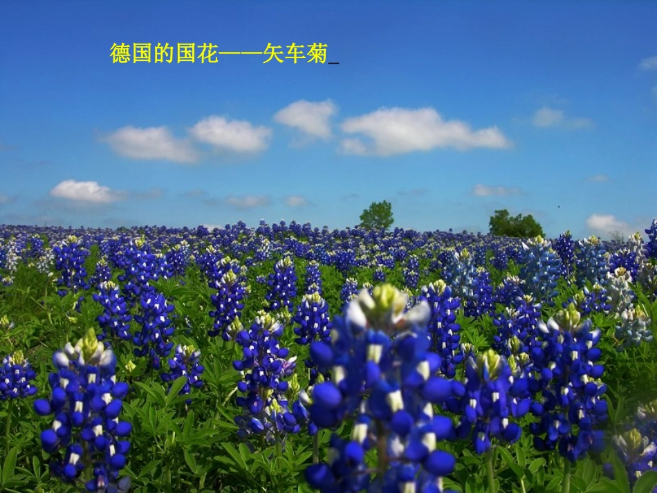 自己的花是让别人看的公开课课件_第3页