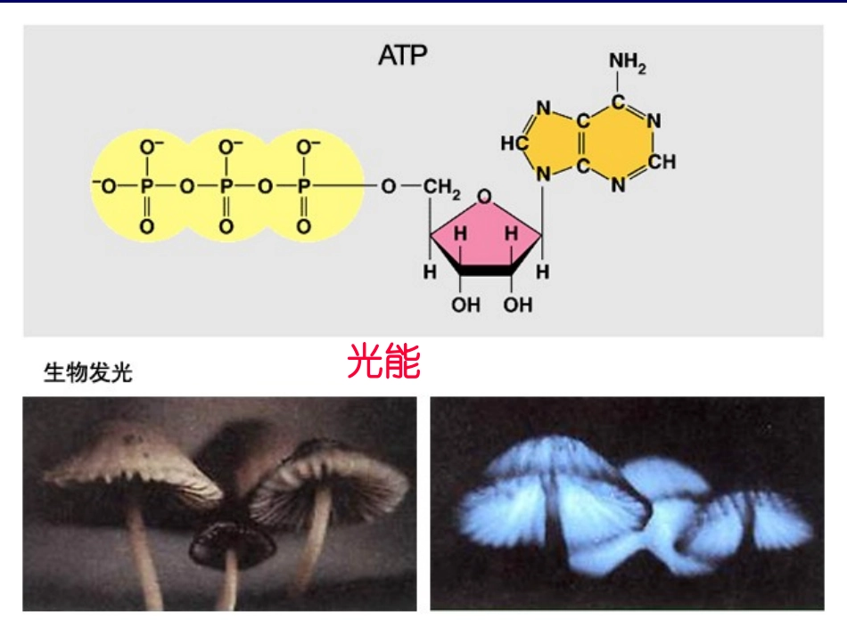 细胞的能量通货ATP课件新人教必修_第2页
