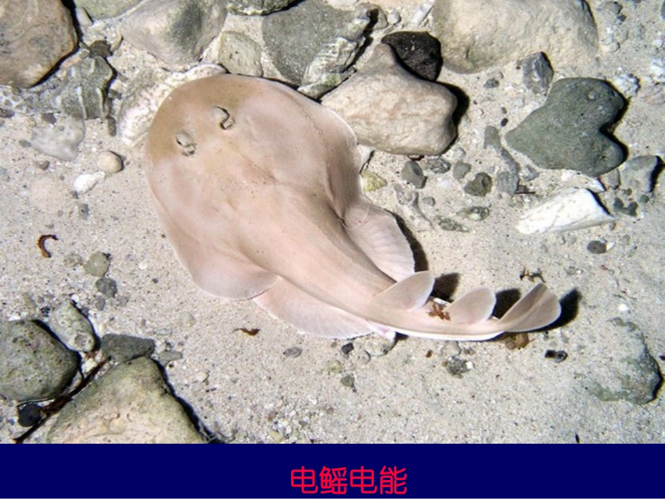细胞的能量通货ATP课件新人教必修_第3页