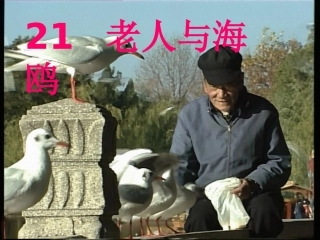 老人与海鸥第二课时
