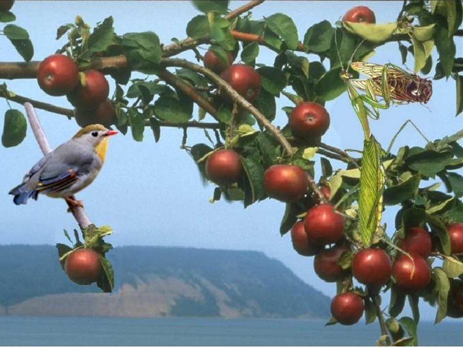 《螳螂捕蝉》教学课件_第2页