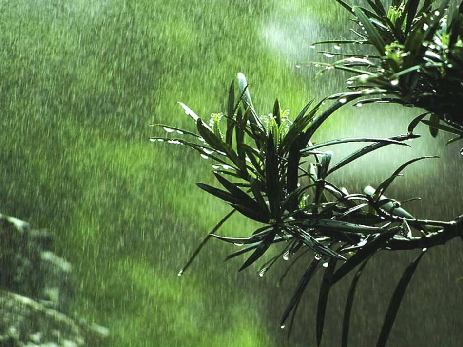 春雨的色彩 _第2页