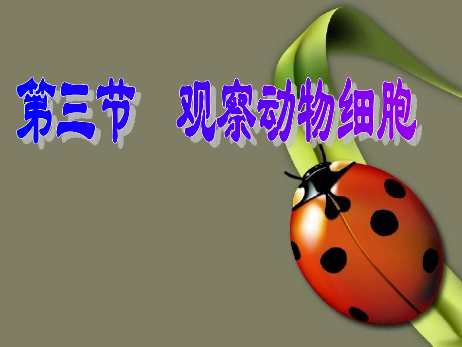 观察动物细胞_第1页
