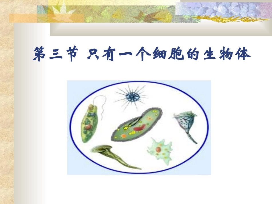 只有一个细胞的生物体_第1页
