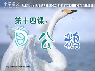 《白公鹅》课件