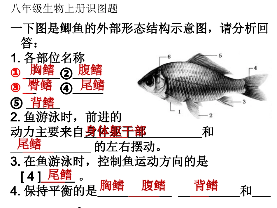 八年级生物上册识图题演示文稿1_第1页