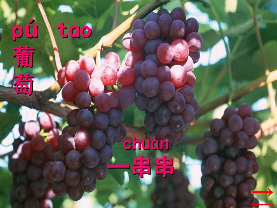 人教版二年级上册语文17酸的和甜的_第3页