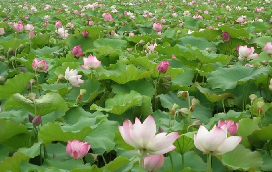 花儿为什么这样红1_第2页