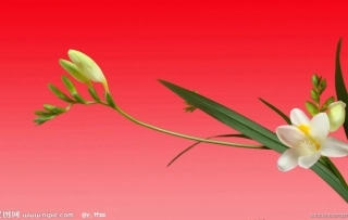 花儿为什么这样红1