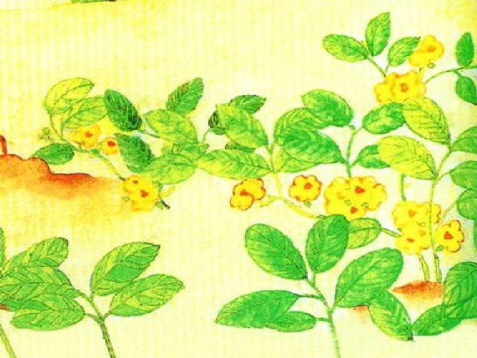 《小松鼠找花生》课件_第2页
