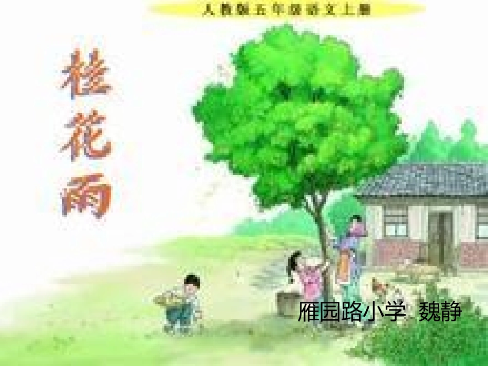 公开课桂花雨_第1页