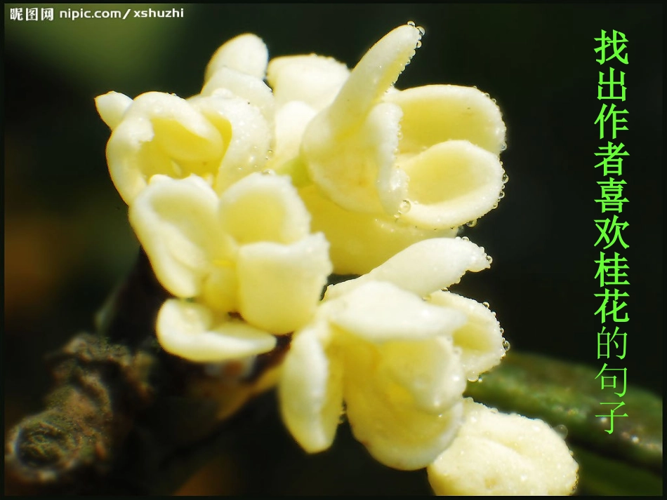 公开课桂花雨_第3页