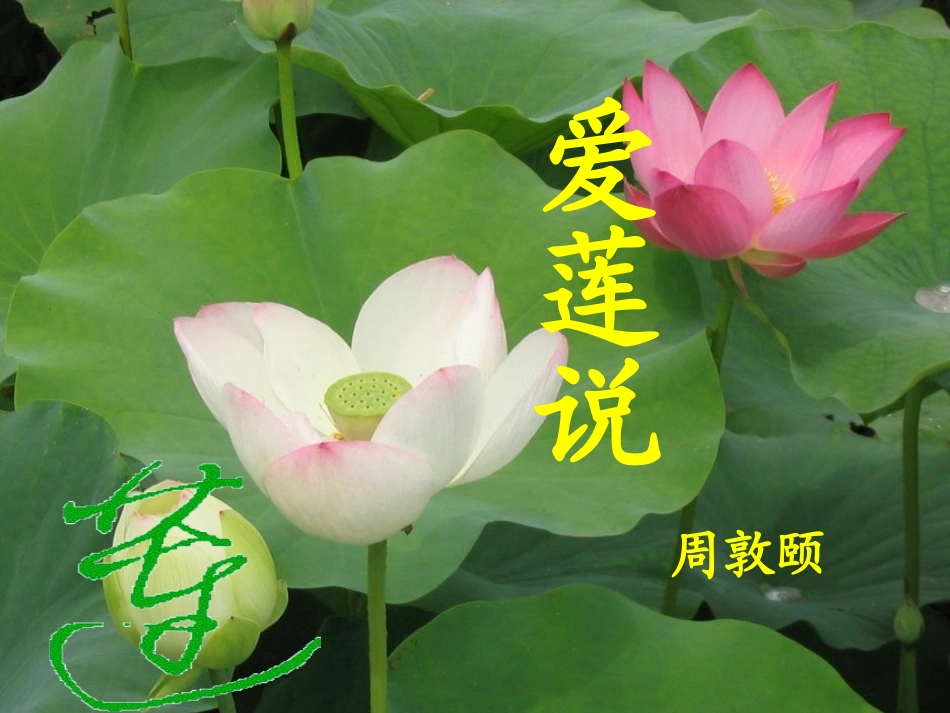 《爱莲说》说课课件（9页）_第1页