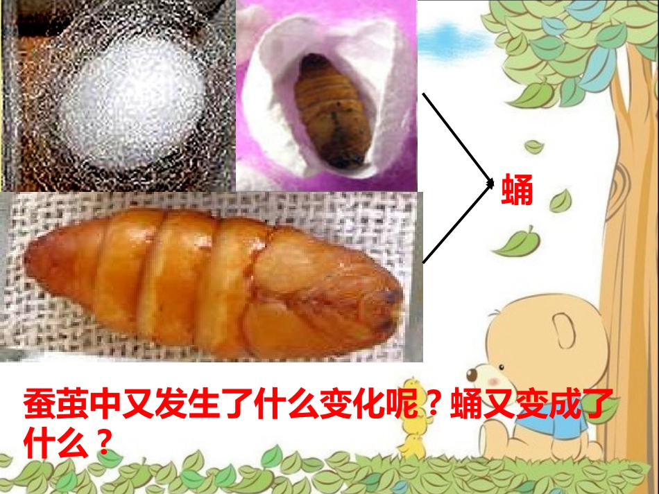 蛹变成了什么_第2页