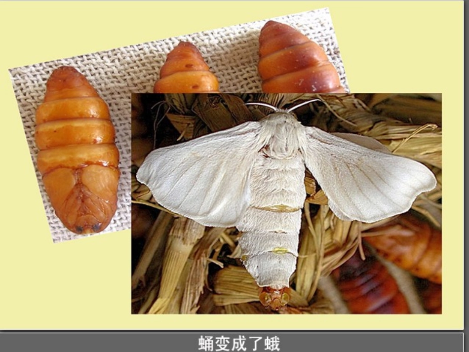 蛹变成了什么_第3页