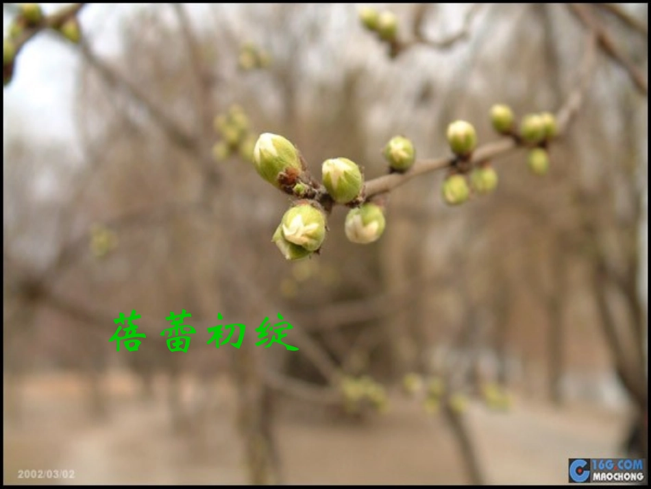 寻觅春天的踪迹_第3页