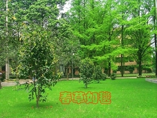 寻觅春天的踪迹