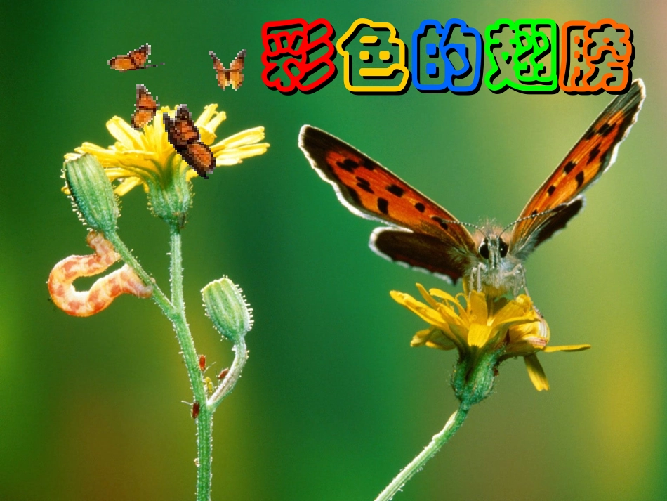 《彩色的翅膀》课件2（重要）_第1页