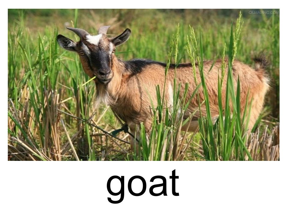 常见动物英语单词_第2页