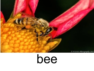 常见动物英语单词