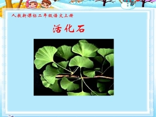 《活化石》教学课件24