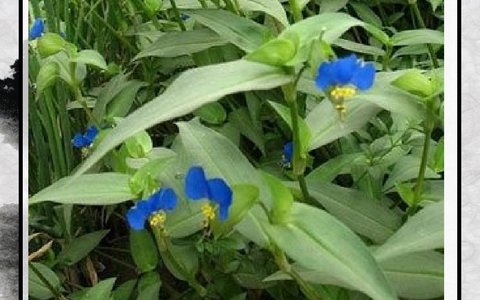池塘中的植物_第3页