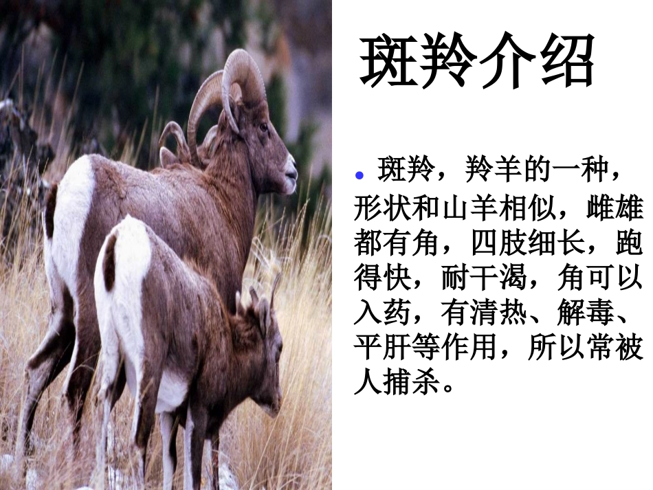 斑羚飞渡课件_第3页