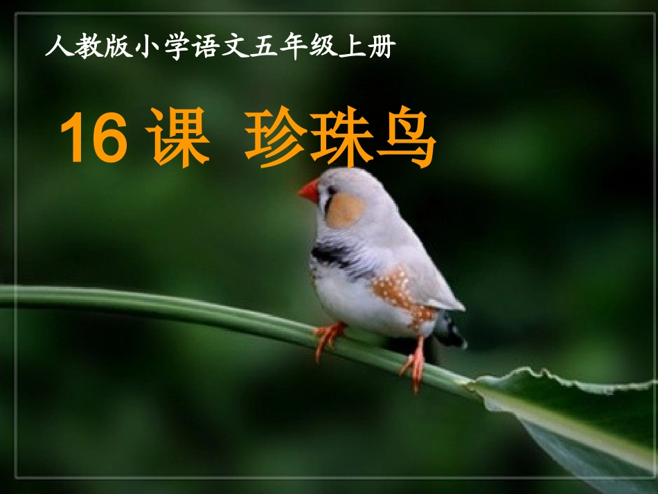 人教版小学语文五年级上册《珍珠鸟》课件_第1页