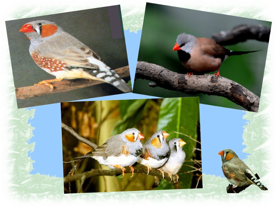 人教版小学语文五年级上册《珍珠鸟》课件_第2页