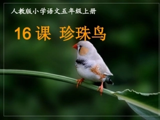人教版小学语文五年级上册《珍珠鸟》课件