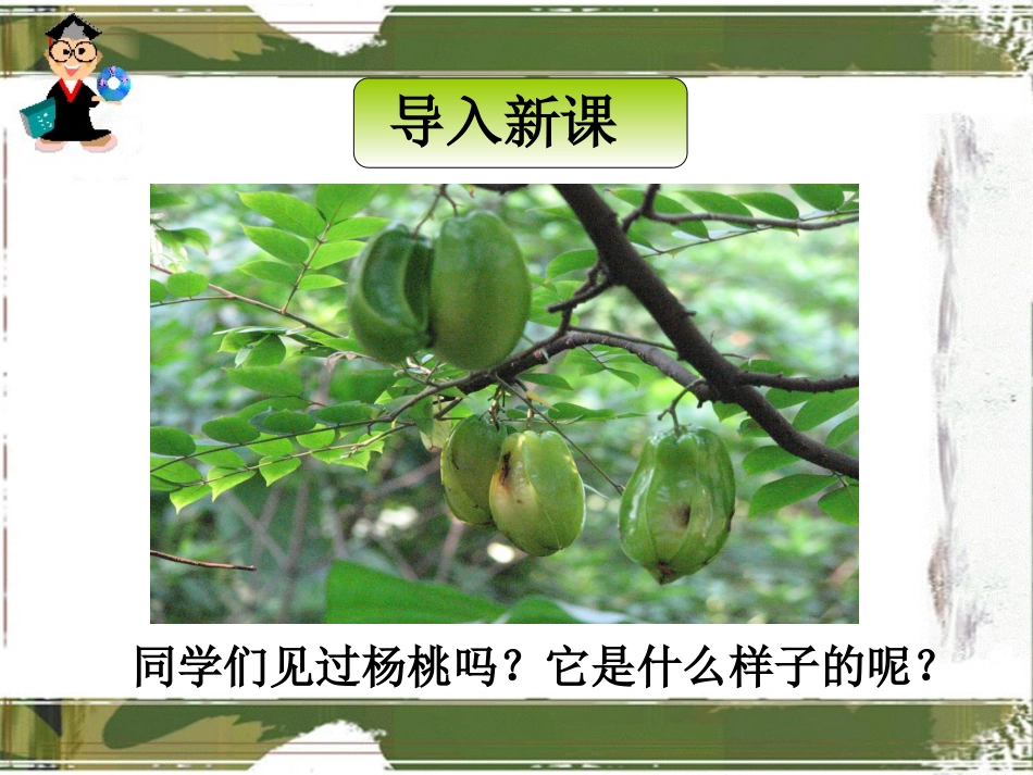画杨桃教学课件_第1页