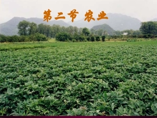 第四章第二节农业