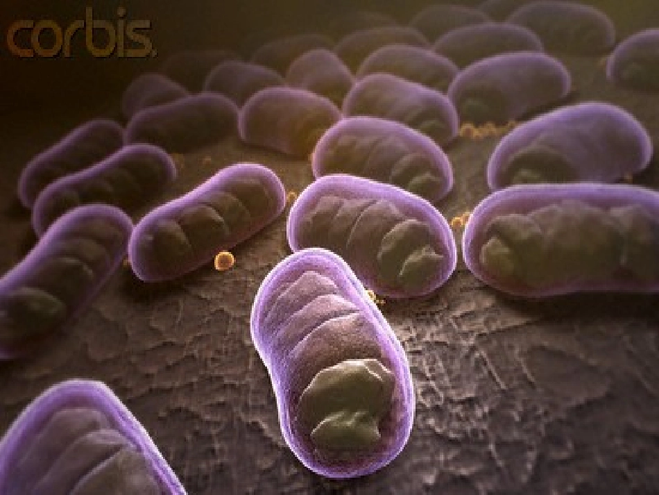 细菌的启示课件_第2页