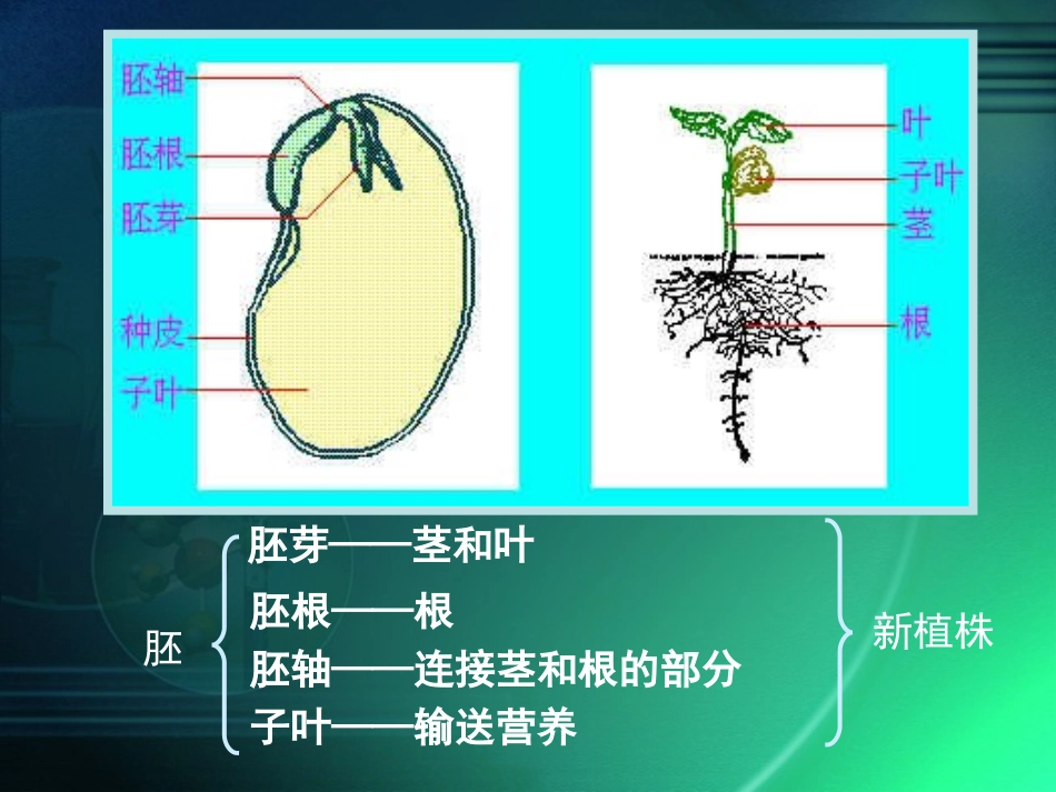 种子结构（韩复员制_第3页