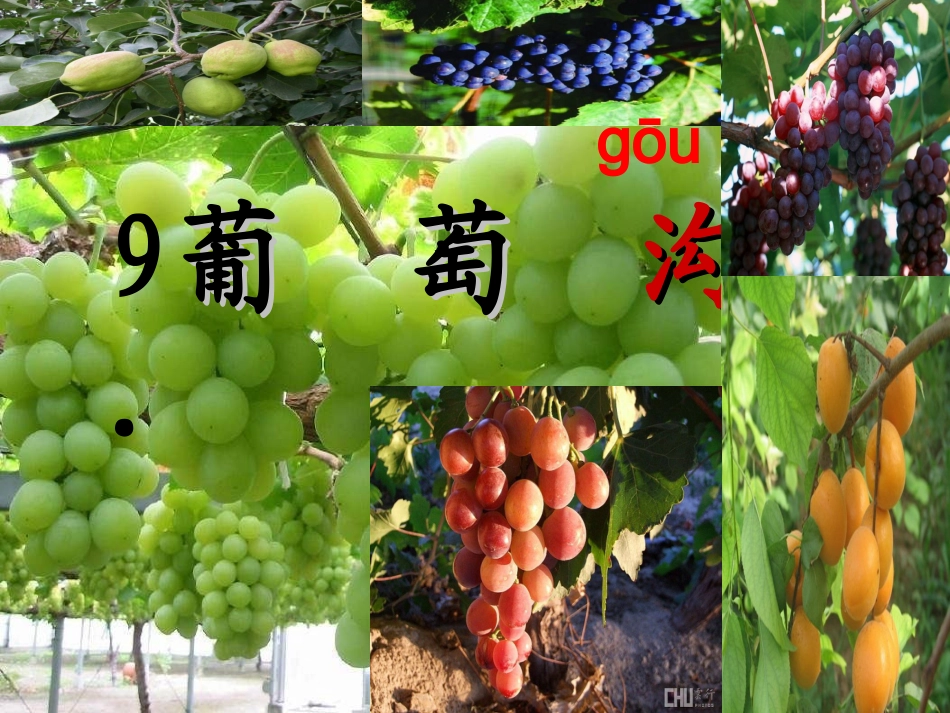 葡萄沟课件 _第1页