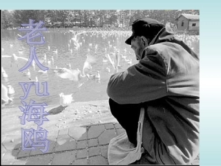 《老人与海鸥》课件之三