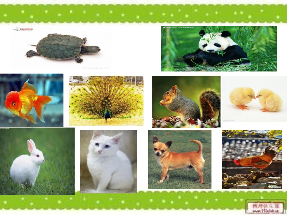 可爱的小动物_第2页