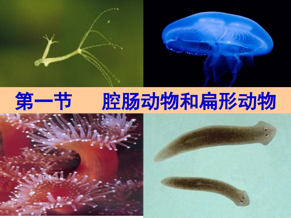八上11腔肠动物和扁形动物_第2页