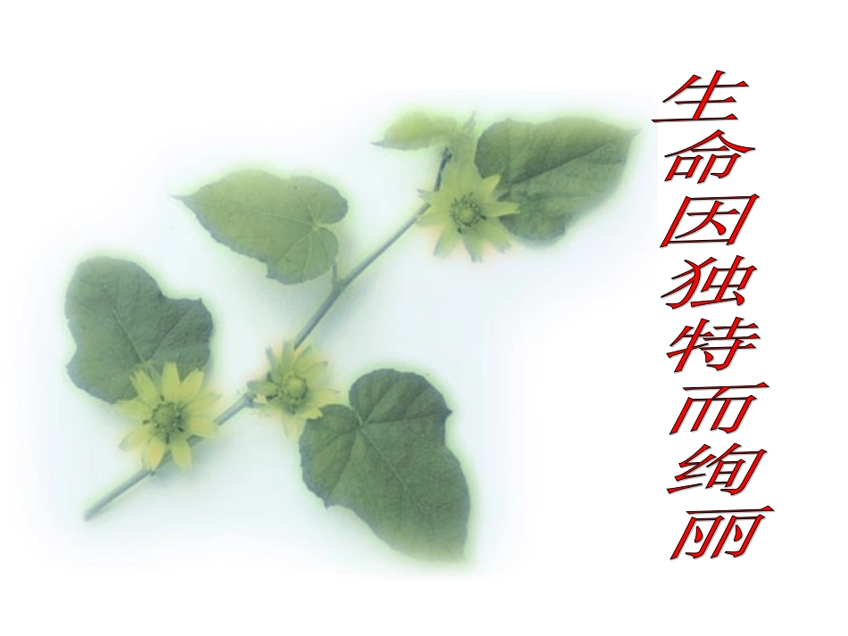 《生命因独特而绚丽》参考课件1_第1页