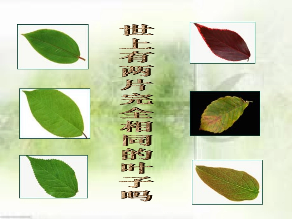《生命因独特而绚丽》参考课件1_第2页