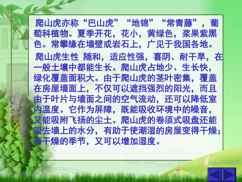 爬山虎的脚 (5)_第3页