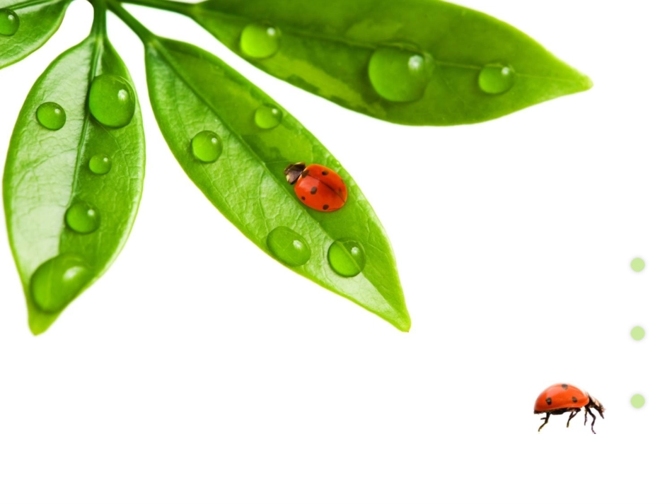 绿叶七星瓢虫模板_第1页