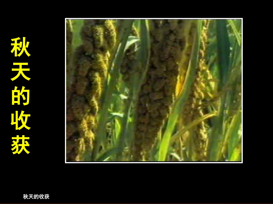 《秋天的收获》教学课件_第3页
