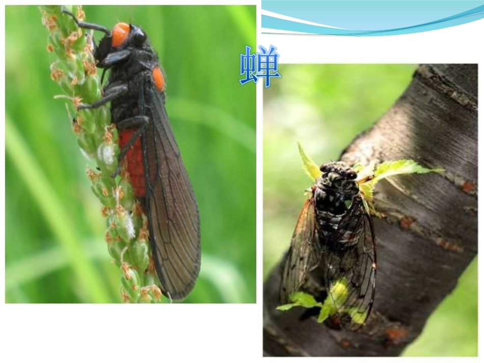 短文两篇《蝉》课件_第1页