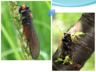 短文两篇《蝉》课件