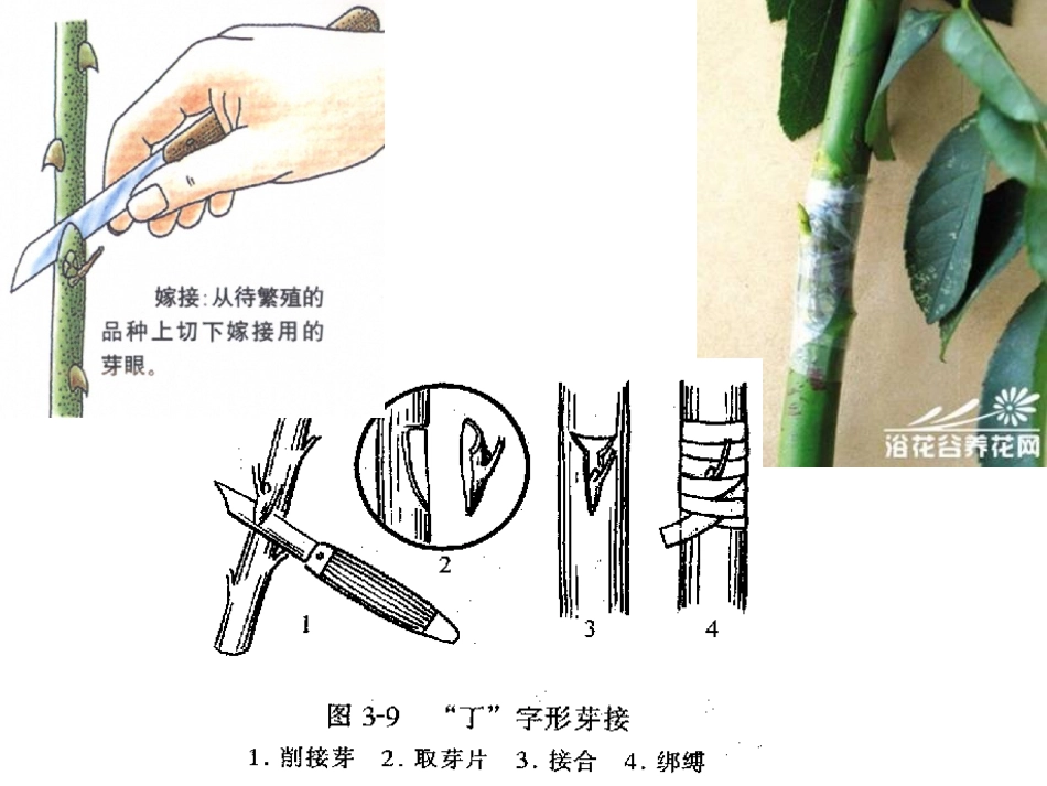 生物的无性生殖_第3页
