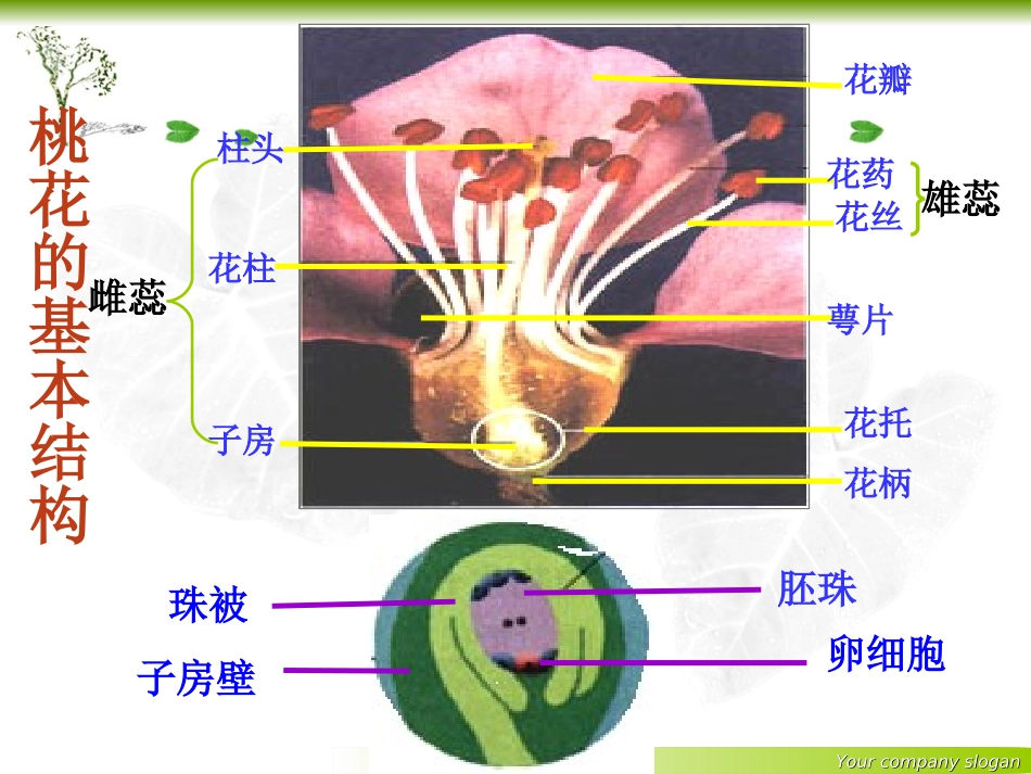 2013绿色植物与生物圈中的水循环_第2页