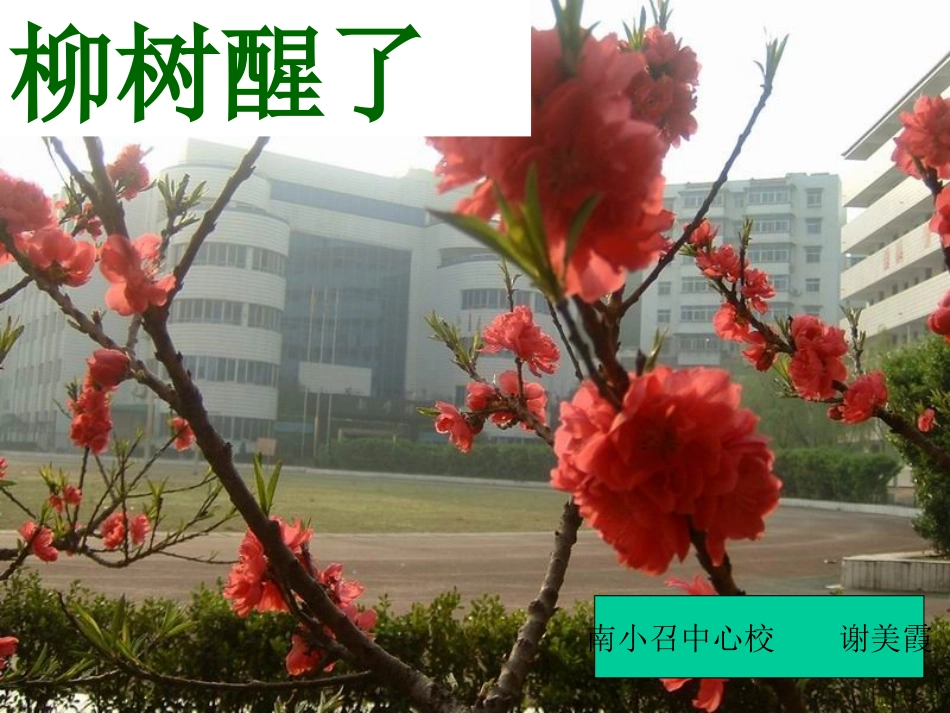 柳树醒了课件_第1页