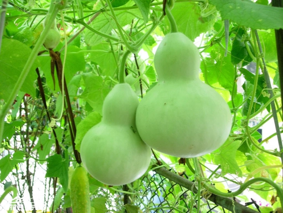 二年级上册14我要的是葫芦_第1页