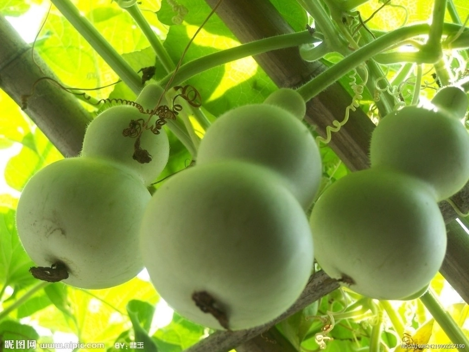 二年级上册14我要的是葫芦_第2页